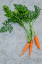 Fresh carrots bunch on dark concrete background. Raw fresh carrots with tails. Fresh organic carrots with leaves. Bunch of fresh