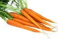 Fresh carrots close views