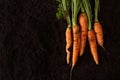 Fresh carrots on dark soil background texture Royalty Free Stock Photo