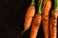 Fresh carrots on dark soil background texture Royalty Free Stock Photo