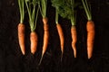 Fresh carrots on dark soil background texture Royalty Free Stock Photo