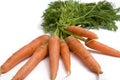 Fresh carrots from the garden Royalty Free Stock Photo