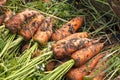 Fresh carrots in the garden in the garden on the ground dirty in clods of dirt new crop Royalty Free Stock Photo