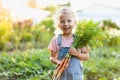 fresh carrots from the garden in the hands of a child, organic products, vegetable harvest Royalty Free Stock Photo