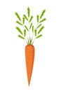 Fresh carrots with green leaf tops. Vector illustration of a root crop isolated on white