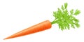 Fresh carrots with green stems, isolated on white. Side view. Close up. Realistic 3d vector illustration. for cooking, menu, Royalty Free Stock Photo