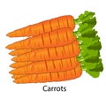 Fresh carrots with green stems, isolated on white. Side view. Close up. Royalty Free Stock Photo