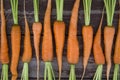 Fresh carrots with green tails