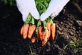 fresh carrots growing in carrot field vegetable grows in the garden in the soil organic farm harvest agricultural product nature, Royalty Free Stock Photo