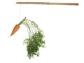 Fresh carrots hanging on a bamboo stick isolated on white background Royalty Free Stock Photo