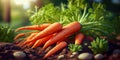 Fresh Carrots Harvested in vegetable garden