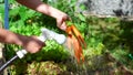 Fresh carrots with haulm washing close up. A farmer holds a bunch of carrots and washes them with a hose. Carrots have