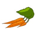 Fresh carrots heap with green stems isolated. illustration. for cooking, cosmetics, Herbal medicine, skin care, ointments,