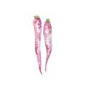 Fresh carrots illustration. Hand drawn watercolor on white background. Royalty Free Stock Photo