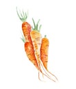 Fresh carrots illustration. Hand drawn watercolor on white background