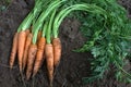 Fresh carrots and leaves Royalty Free Stock Photo