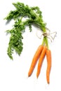 Fresh carrots with leaves isolated on white background Royalty Free Stock Photo