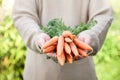 Fresh carrots Royalty Free Stock Photo