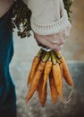 Fresh carrots Royalty Free Stock Photo