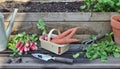 Fresh carrots and radishes in a little basket with leaf cut