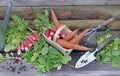 Fresh carrots and radishes in a little basket with shovel