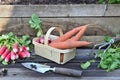 Fresh carrots and radishes in a little basket with leaf