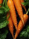 Fresh carrots ready to eat or mix in a salad