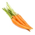 Fresh carrots with stems isolated Royalty Free Stock Photo