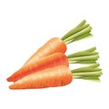 Fresh carrots vegetables healthy icons