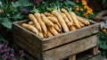 Fresh carrots in a wooden crate Royalty Free Stock Photo