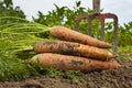 Fresh Carrotts Royalty Free Stock Photo