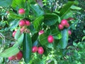 Fresh carunda fruit