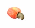 Fresh Cashew Nut