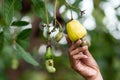 Fresh cashew nuts on tree