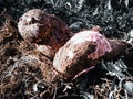 Fresh cassava just dug from the ground