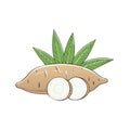 Fresh cassava root with green leaves and slices root vegetable illustration Royalty Free Stock Photo