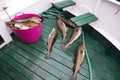 Fresh catch cod on the boat, ocean and sea fishing, Iceland Royalty Free Stock Photo