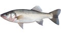 Fresh Catch Raw Sea Bass, Isolated Fresh Seabass Fish on White Background. created with Generative AI Royalty Free Stock Photo