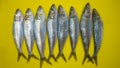 Fresh catch sardines fish in a chopping board ready for cooking