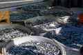 Fresh catch of sardines pilchard in the Adriatic Sea