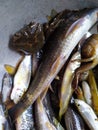 Fresh catched fishes and crab scull are prepared for cook