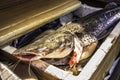 Fresh catfish inside a Styrofoam box Royalty Free Stock Photo