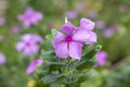 Fresh catharanthus roseus or Madagascar periwinkle flower bloom on blur nature background. Royalty Free Stock Photo