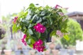 Fresh catharanthus roseus or Madagascar periwinkle flower bloom and hanging in back plastic pot in the garden. Royalty Free Stock Photo