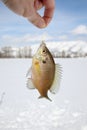 Fresh caught bluegill icefishing