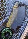 Fresh caught Brown Trout while fly fishing in river Royalty Free Stock Photo