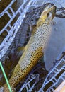 Fresh caught Brown Trout while fly fishing in river Royalty Free Stock Photo