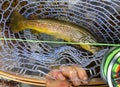 Fresh caught Brown Trout while fly fishing in river Royalty Free Stock Photo