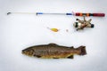 Brown trout ice fishing