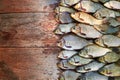 Caught carp fish on wood. Catching freshwater fish on wood background. A lot of bream fish, crucian or roach on natural Royalty Free Stock Photo